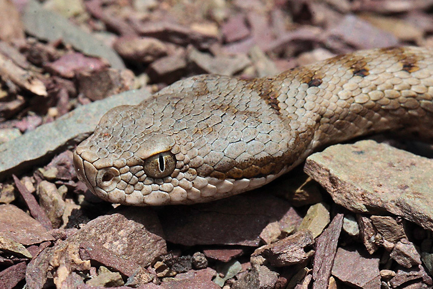 Vipera aspis